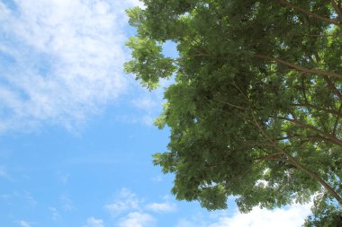 mavi gökyüzü arka planında yeşil yapraklar