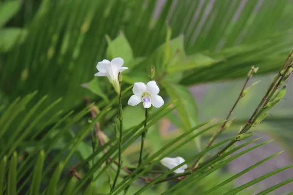 Bílé Květy Pozadí Zelené Přírody — Stock fotografie