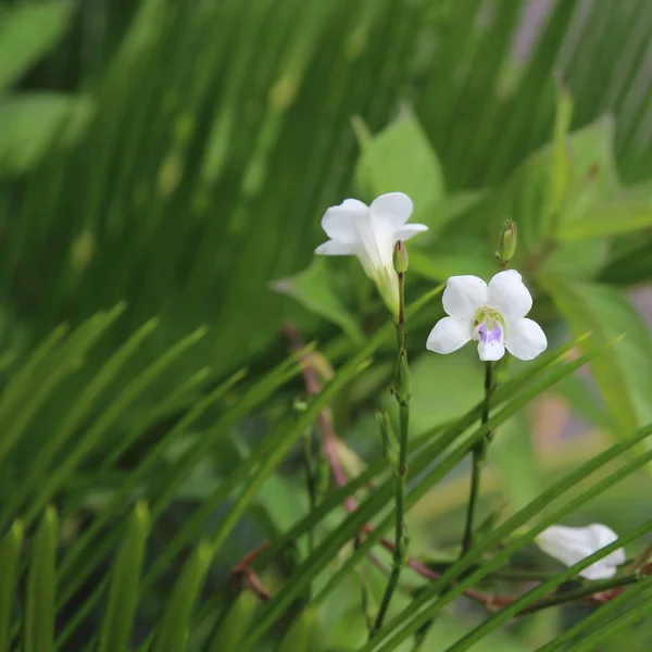Flores Blancas Sobre Fondo Naturaleza Verde — Foto de Stock