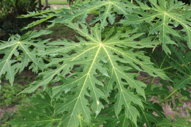 Bahçedeki papaya ağacı