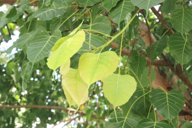 Yeşil Bodhi arkaplanı terk eder (Pipal olarak da bilinir) ve Bo bırakır)
