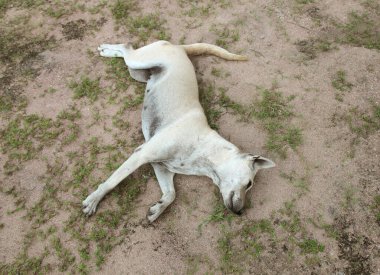 Şirin köpek kirli zeminde uyuyor.