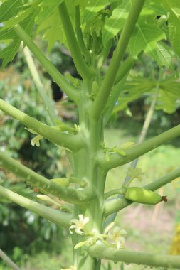 Bir demet çiçekli papaya ağacı