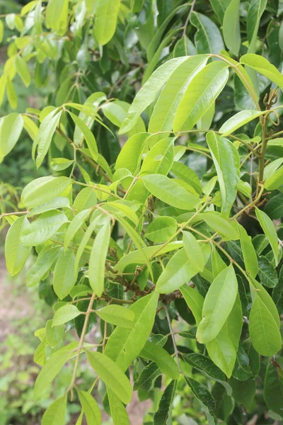 Close Leaf Longan Tree — Stock fotografie