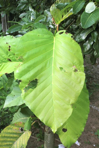 Dipterocarpus Tuberculatus Roxb Floresta Tailândia — Fotografia de Stock