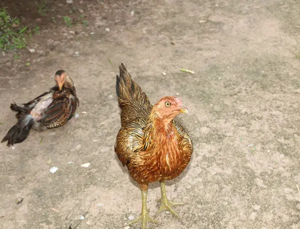 Ayam Berdiri Tanah — Stok Foto
