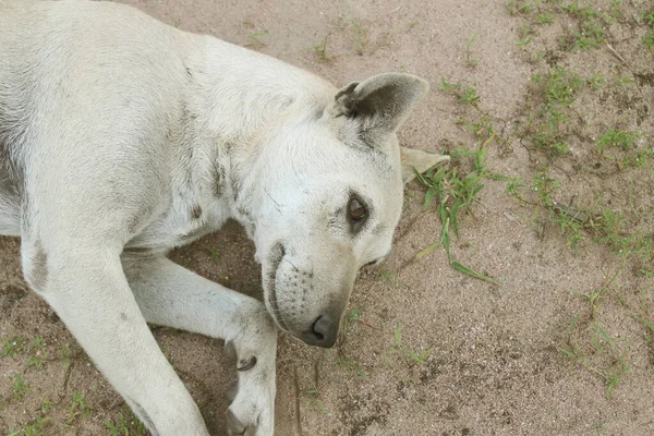 Kirli zemindeki köpek