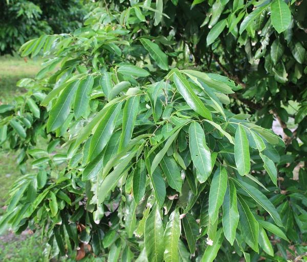 Arbre Longan Dans Verger Longan — Photo