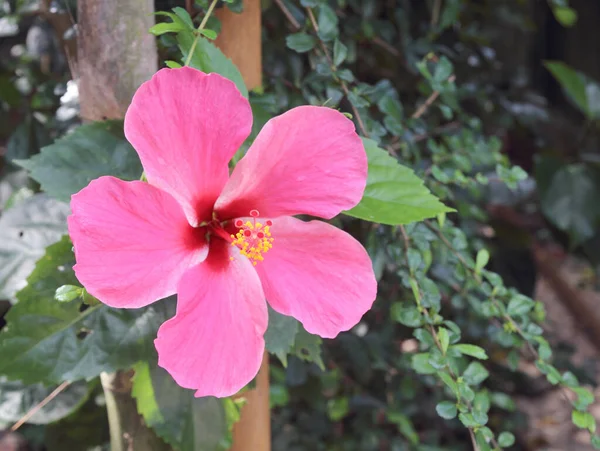 Bahçedeki Pembe Hibiscus — Stok fotoğraf