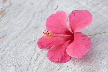 Ahşap zeminde pembe amber çiçeği
