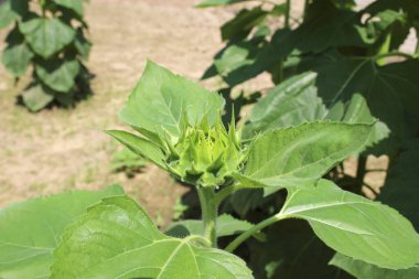 Bahçede açan ayçiçeği tomurcuğu.