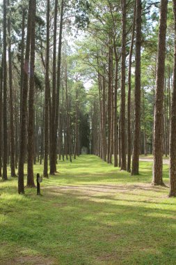 Ormandaki köknar ağacıyla Walkway Yolu