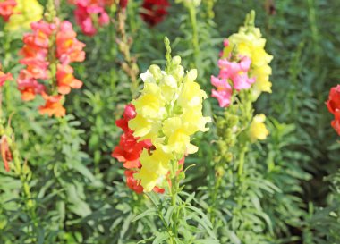Aslanağzı çiçeği closeup, Snapdragon çiçek bahçesinde