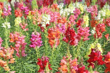 Aslanağzı çiçeği closeup, Snapdragon çiçek bahçesinde