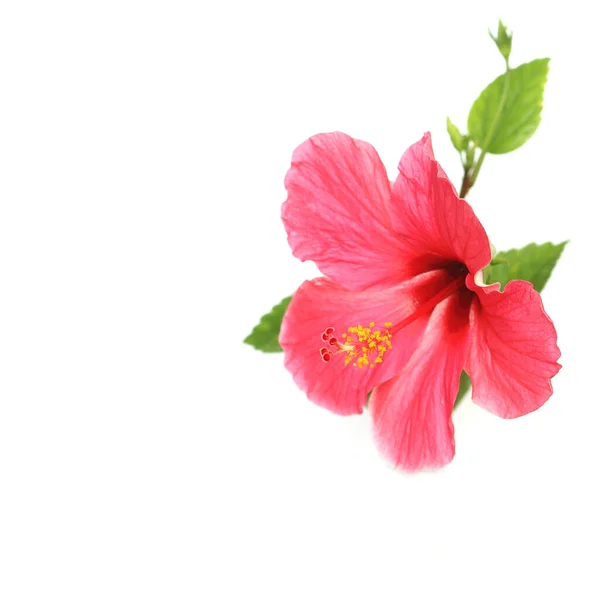 Цветочный Гибискус Изолирован Белом Фоне — стоковое фото