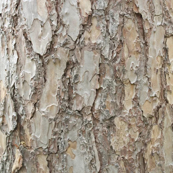 Boom Schors Foto Textuur Voor Achtergrond Natuur — Stockfoto