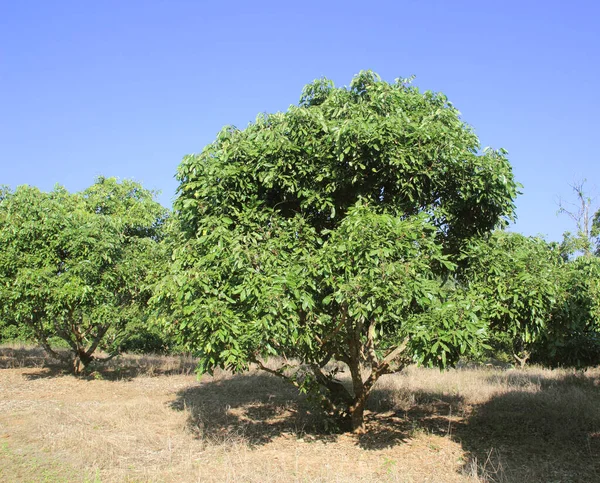龙眼果园中的龙眼树 — 图库照片