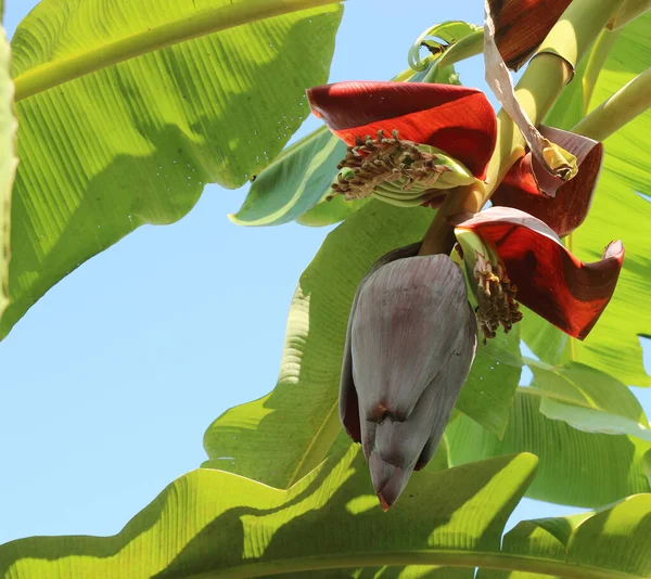 Bananenblüte Banane Ist Köstliche Tropische Frucht — Stockfoto