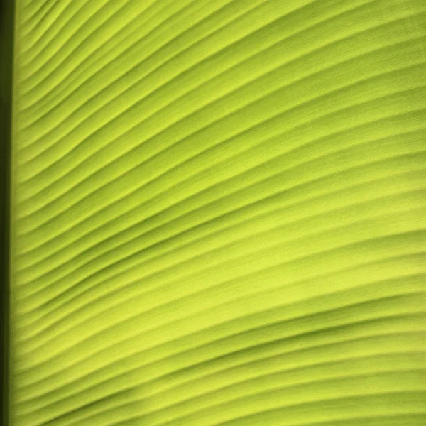 Folha Verde Banana Para Background Texture — Fotografia de Stock