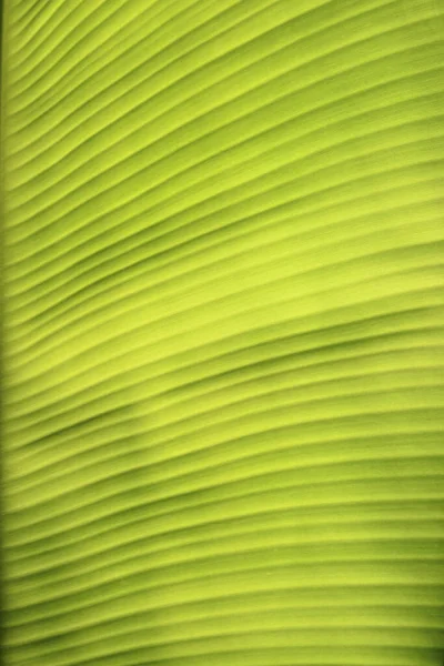 Folha Verde Banana Para Background Texture — Fotografia de Stock