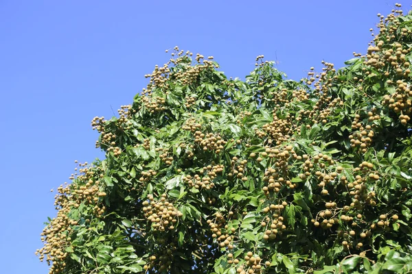 Fruits Tropicaux Jeune Longan Lamphun Thaïlande — Photo