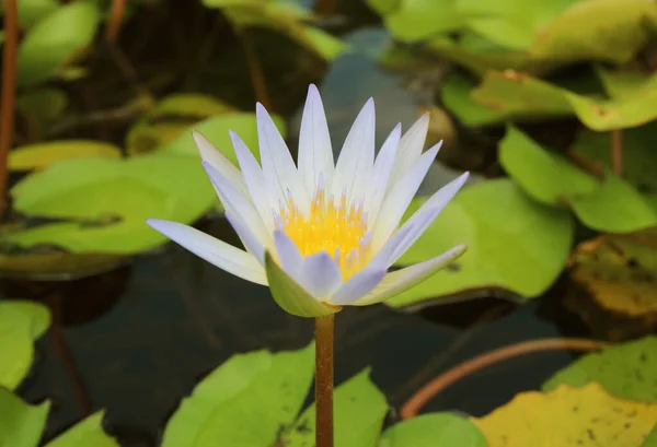 Imagem Uma Flor Lótus Lagoa — Fotografia de Stock