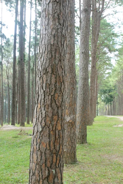 Herfstbosbomen Natuur Groen Hout Zonlicht Achtergronden — Stockfoto