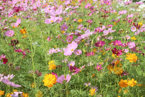 Beautiful Cosmos Flowers Blooming Garden — Stock Photo, Image