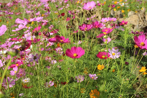 Belles Fleurs Cosmos Fleurissant Dans Jardin — Photo