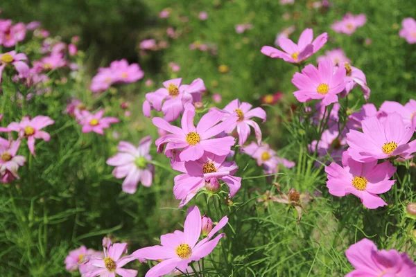 Beautiful Flowers Cosmos Garden — Stock Photo, Image