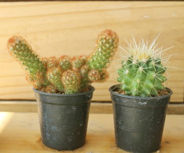 Tahta arka planda bir tencerede kaktüs