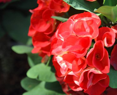 Dikenli çiçekler: Euphorbia milli Desmoul