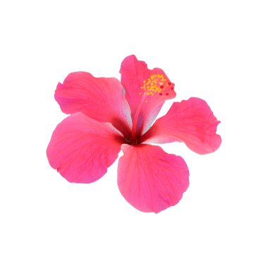 Pembe amber çiçeği beyaz arkaplanda izole.