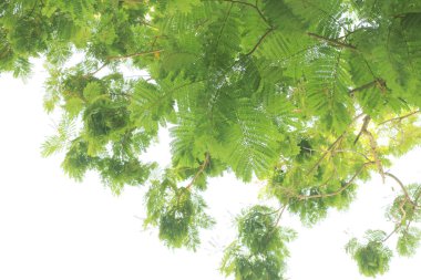 beyaz arkaplanda izole edilmiş yeşil ağaç