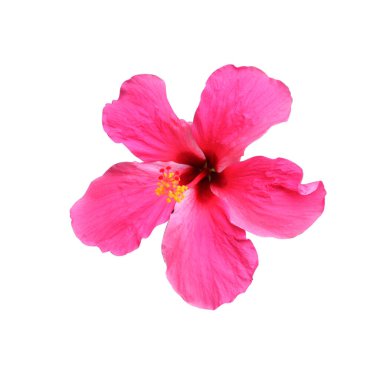 Hibiscus rosa sinensis çiçeği, beyaz üzerine izole edilmiş.