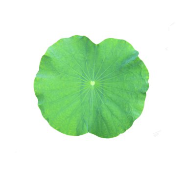 Beyaz arkaplanda Lotus yaprağı izole.