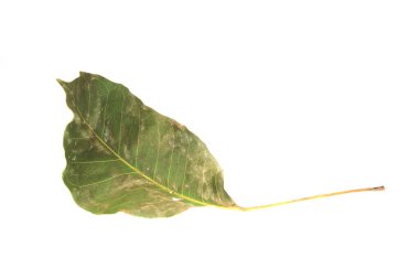 Beyaz arkaplan dokusunda kuru yapraklar