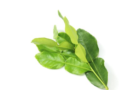 Beyaz arka plan üzerinde izole yaprak Güney Afrika'da bir kabile kireç