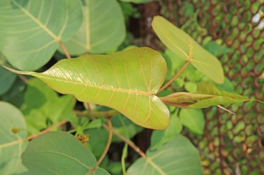 Yeşil yaprak Pho yaprağı, (bo yaprağı, bothi yaprağı)
