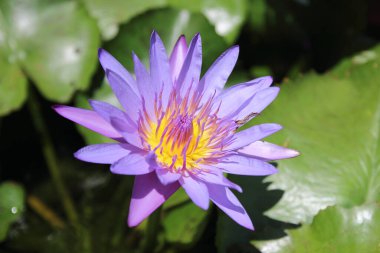 Göletteki nilüfer çiçekleri tamamen çiçek açmış..