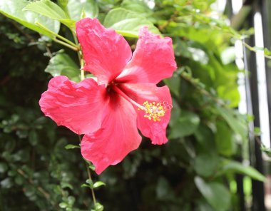 Bahçedeki güzel pembe amber çiçeği