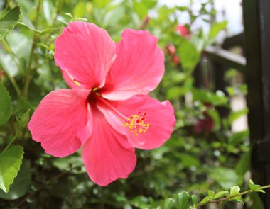 Yeşil arka planda pembe amber çiçeği.