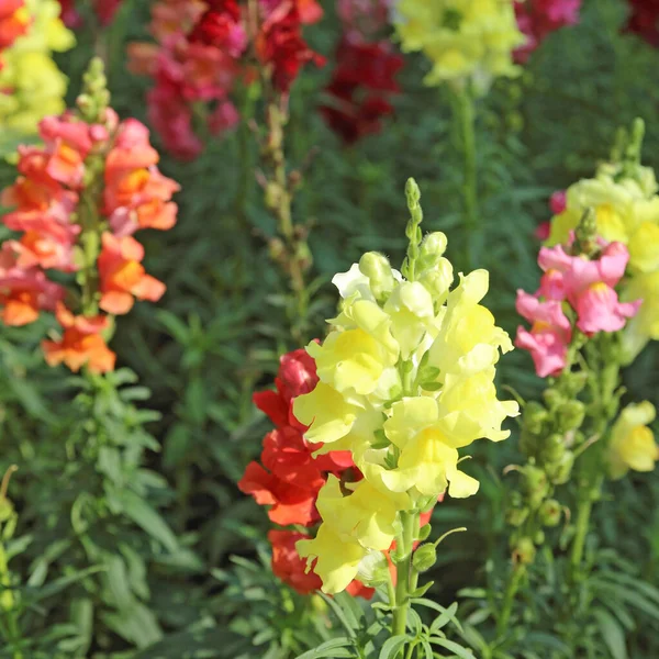 Antirrhinum Flower Closeup Snapdragon Flower Garden — Stock Photo, Image