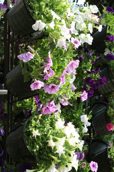 Close Petunias Hanging Basket Background — Stock Photo, Image