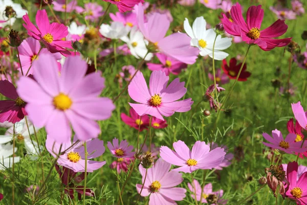 Bellissimi Fiori Del Cosmo Che Sbocciano Nel Giardino — Foto Stock