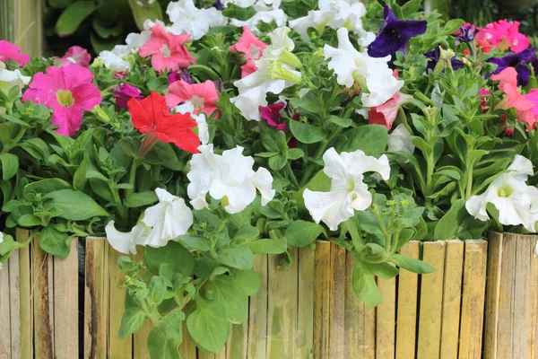 Close Petunias Pot Bamboo Decoration Background — Stock Photo, Image