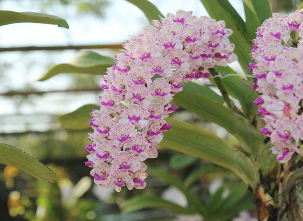 Rhynchostylis Gigantea Orquídeas Flores Florecen Primavera Adornan Belleza Naturaleza —  Fotos de Stock