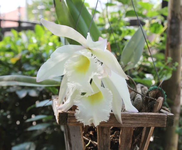 Хит Cattleya Queen Siemens Гибриды Cattleya Цветок День Тайской Женщины — стоковое фото