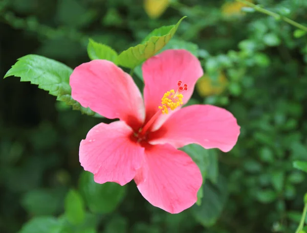 Krásná Ibišková Květina Zahradě — Stock fotografie