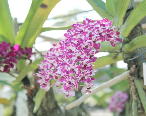 Rhynchostylis Slatiniště Orchideje Květiny Kvetou Jaře Zdobí Krásy Přírody — Stock fotografie